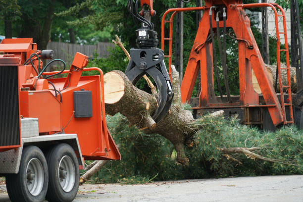 Fairview, NY Tree Services Company