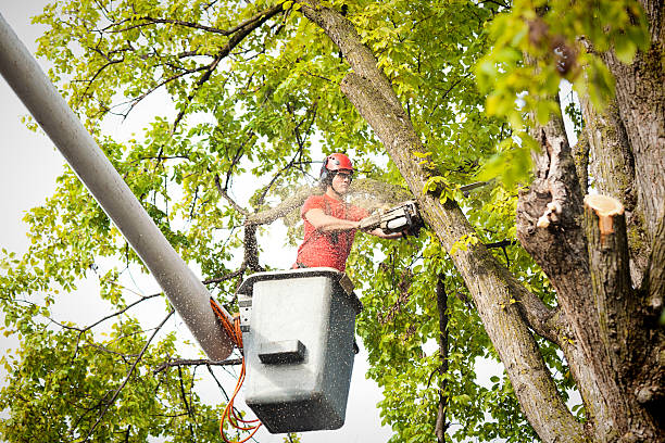 Lawn Maintenance Plans in Fairview, NY