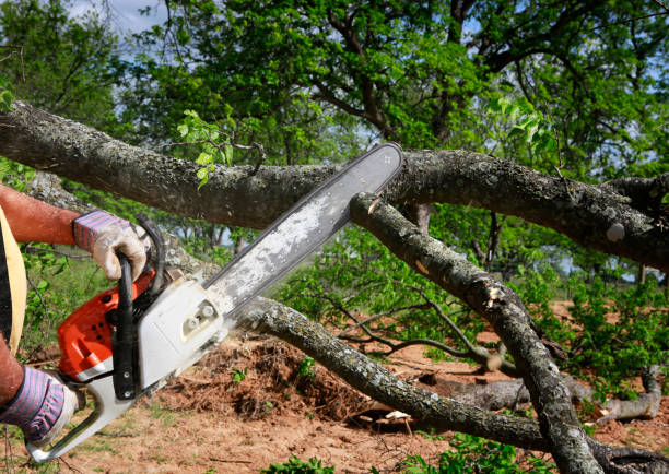 How Our Tree Care Process Works  in  Fairview, NY